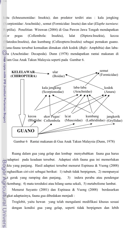 Gambar 6   Rantai makanan di Gua Anak Takun Malaysia (Dunn, 1978) 
