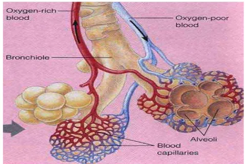 Gambar 9  Alveolus dan kapiler darah tempat difusi oksigen dan karbon dioksida  