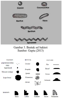 Gambar 4. Ukuran, bentuk, dan elevasi koloni bakteri Sumber: Cappuccino & Sherman (1998) 
