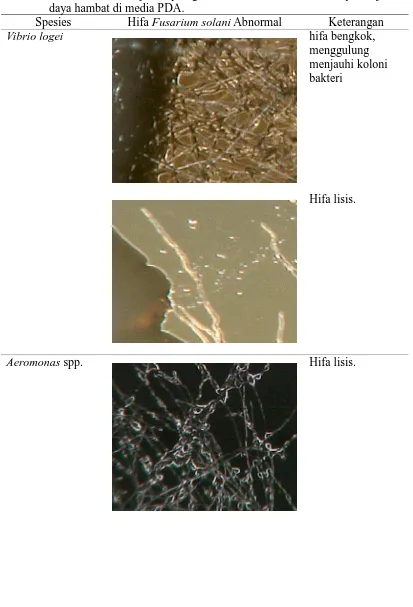 Tabel  6. Pertumbuhan hifa jamur patogen  Fusarium solani abnormal pada uji daya hambat di media PDA