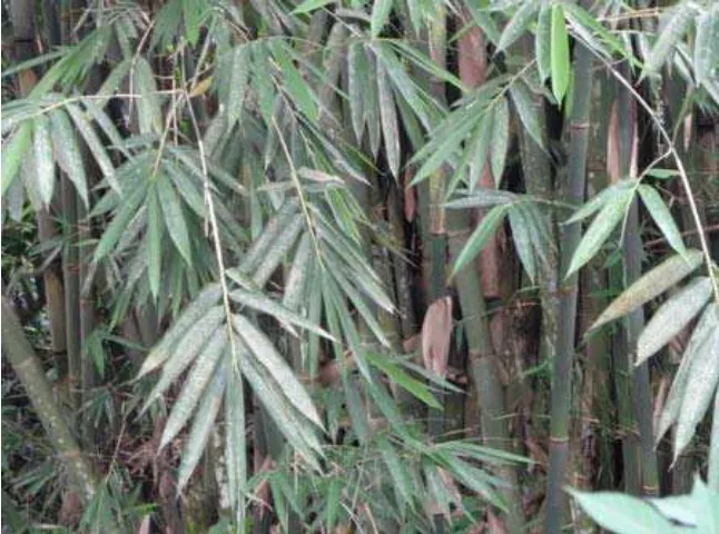 Gambar 18 : Bambu Tali 