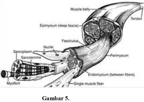 Gambar 5.Bagian-bagian otot (Husein A. et al.2007:22)