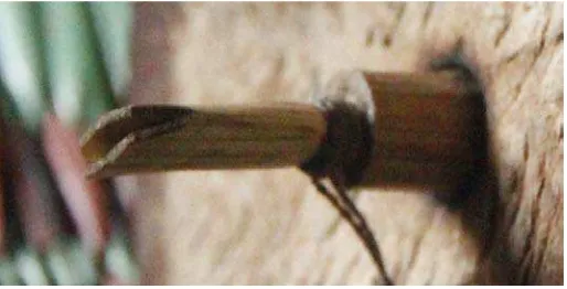 Gambar 11: Double reed (bulung make) 