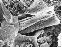 Gambar 4. Raphide yang bergerombol dalam sel idioblas (Aboubakar et al., 2008) 