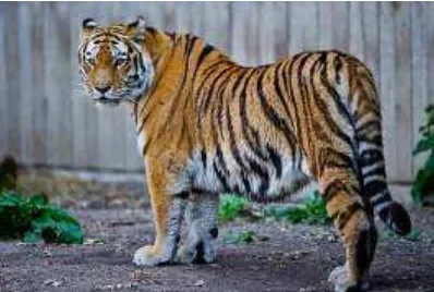 Gambar 2. Harimau Siberia (Wikipedia 2010b) 