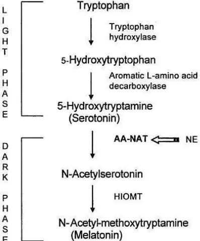 Gambar 5. Proses biosintesis melatonin (Gupta dan Spessert 2007) 