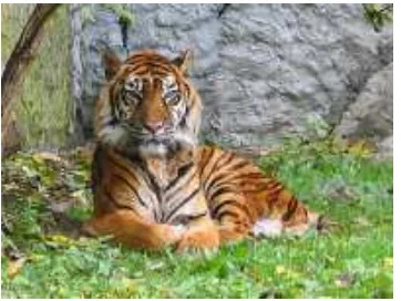 Gambar 1. Harimau Sumatera (Wikipedia 2010a) 