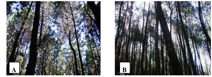 Gambar 3. Kondisi tegakan Pinus petak 48I tahun tanam 1995 (A) dan tegakan Pinus petak 27A tahun tanam 1994 (B) 