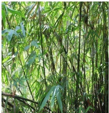 Gambar 3.2. Bambu untuk membuat Sordam 