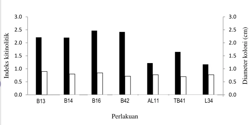 Gambar 3   Indeks kitinolitik 7 isolat bakteri  pada 7 hsi (   ) dan pertumbuhan koloni  bakteri kitinolitik (    )