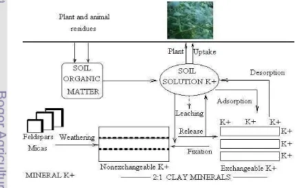 Figure 4 K Equilibrium and Cycling in Soil (Havlin et al., 1999). 