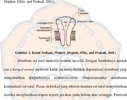 Gambar 2. Kanal Sodium (Walker, Hopkin, Sibly, and Peakall, 2001) 