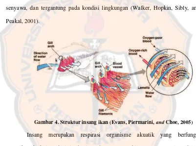 Gambar 4. Struktur insang ikan (Evans, Piermarini, and Choe, 2005) 