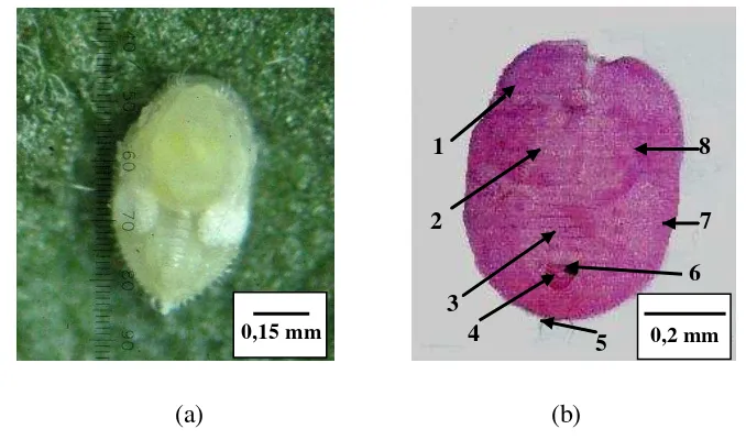 Gambar 4  Pupa T. vaporariorum (a) pada daun tomat dan (b) preparat pupa: (1) pinggiran trakea, (2) rambut dorsal, (3) ruas abdomen VII, (4) vasiform orifice, (5) seta kaudal, (6) lingula, (7) submarginal, (8) basal tungkai tengah dan belakang 
