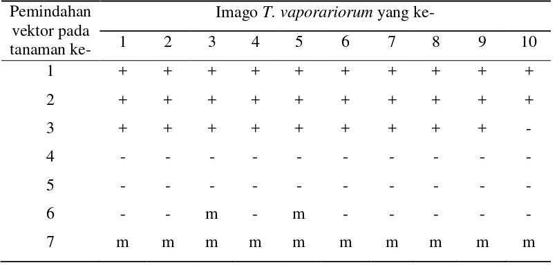 Tabel 2 Masa infektif T. vaporariorum dalam penularan berseri TICV pada bibit tomat setelah 24 jam periode akuisisia 