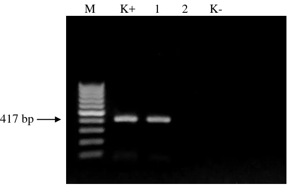 Gambar 7  Hasil amplifikasi DNA genom virus dengan metode RT-PCR menggunakan pasangan primer spesifik TICV-CF dan TICV-CR