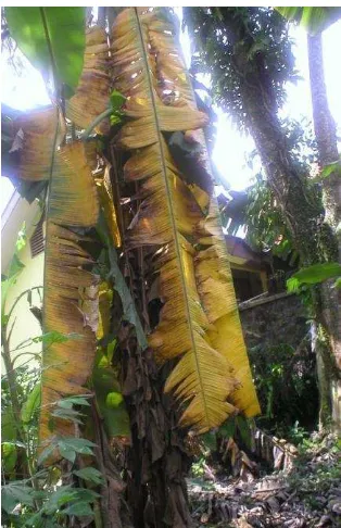 Gambar 5 Penyakit layu pada tanaman pisang yang diduga disebabkan oleh  Fusarium oxysporum f.sp cubense 