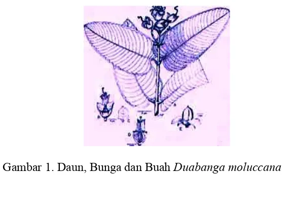 Gambar 1. Daun, Bunga dan Buah Duabanga moluccana