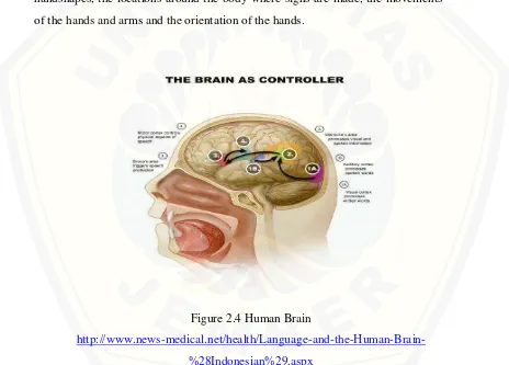 Figure 2.4 Human Brain 