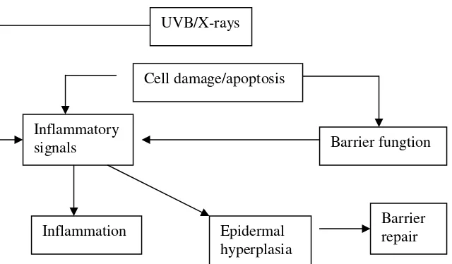 Gambar 1: Fisiologi dan patofisiologis akibat terganggunya barier  kulit.                     (dikutip dari Elias Feingold dan Fluhr, 2003) 