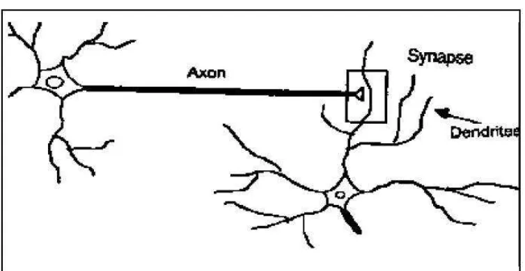 Gambar 2.3 Sel syaraf (neuron) manusia 