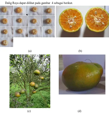 Gambar beberapa karakter morfologis buah jeruk yang terdapat di Desa 