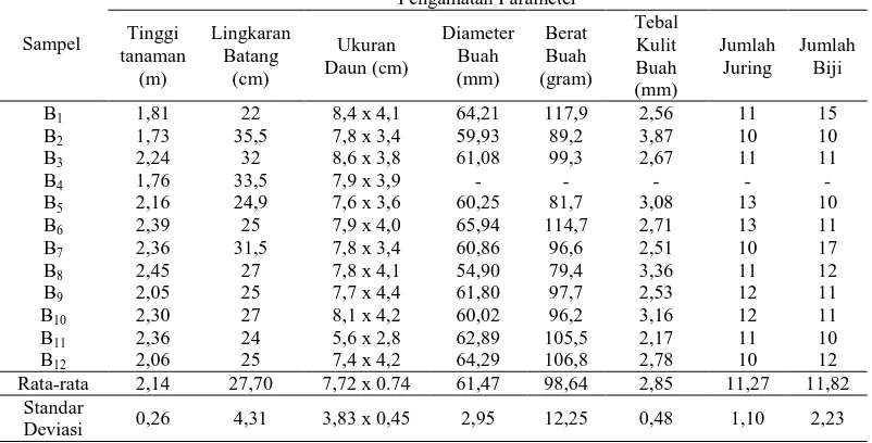 Tabel 3. Karakter-karakter morfologis tanaman jeruk di Desa Pematang Purba Pengamatan Parameter 
