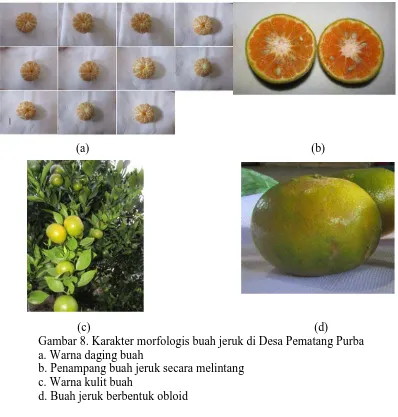 Gambar beberapa karakter morfologis buah jeruk yang terdapat di Desa 