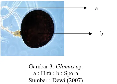 Gambar 3. Glomus sp. a : Hifa ; b : Spora 