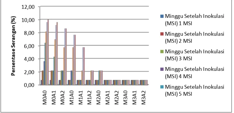 Gambar 6. Histogam Persentase Serangan (%) F. oxysporum  pada faktor  interaksi  perlakuan mikoriza (M) dengan arang (A) untuk setiap waktu  pengamatan (MSI)  