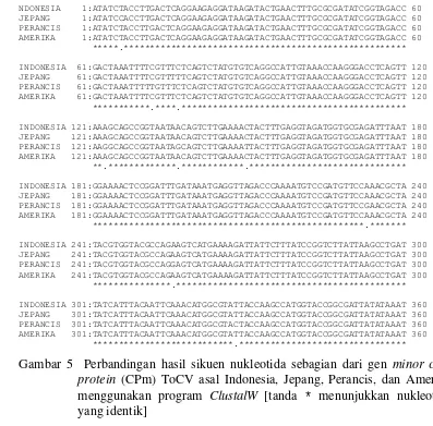 Gambar 5  Perbandingan hasil sikuen nukleotida sebagian dari gen minor coat protein (CPm) ToCV asal Indonesia, Jepang, Perancis, dan Amerika menggunakan program ClustalW [tanda * menunjukkan nukleotida yang identik] 