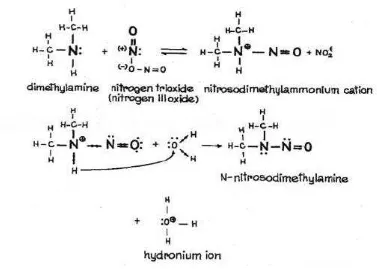 Gambar 1. Pembentukan Nitrosamin dari Amin Sekunder              Sumber: Rostkowska et al