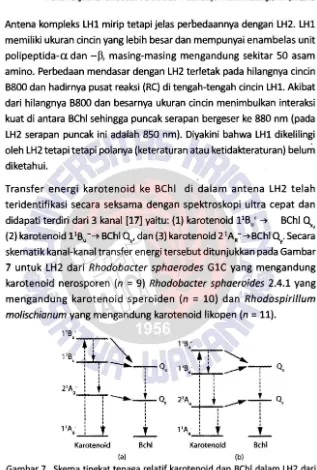 Gambar 7. Skema tingkat tenaga relatif karotenoid dan BChl dalam LH2 dari (a) Rhb. sphaeroides GlC dan 2.4.1 dengan kanal transfer tenaga menurun dan (b) Rps