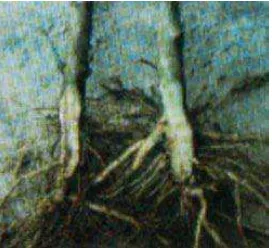 Gambar 2.12. Penyakit layu bakteri yang menyerang akar 