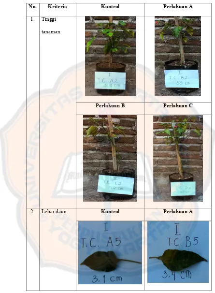 Tabel 4.1. Perbedaan Morfologis Tanaman Cabai Rawit Setiap Perlakuan 