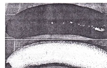 Gambar 3. Bahan baku teripang pasir (Holothuria scabra J) 