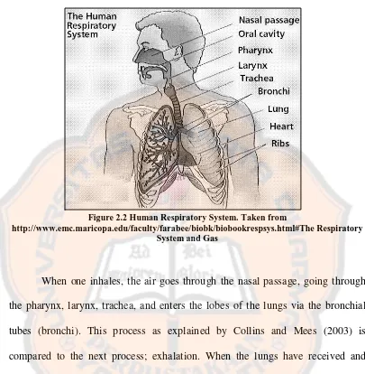 Figure 2.2 Human Respiratory System. Taken from http://www.emc.maricopa.edu/faculty/farabee/biobk/biobookrespsys.html#The Respiratory 