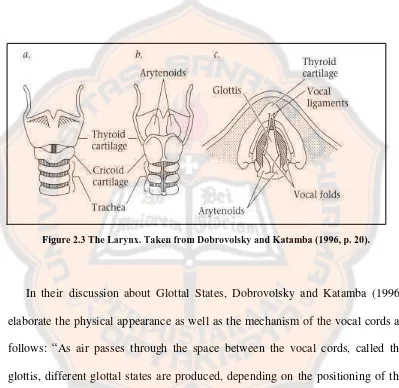 Figure 2.3 The Larynx. Taken from Dobrovolsky and Katamba (1996, p. 20). 
