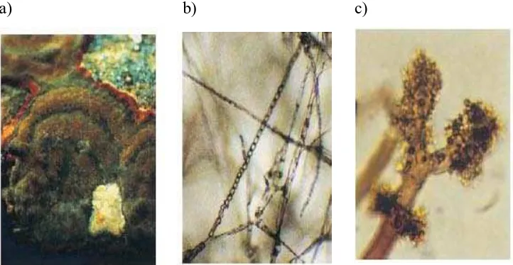 Gambar 1: a) Basidiocarp tipis dan datar pada media serbuk gergaji                           b) Arthrospora dari Phellinus noxius pada media PDA c) Trichocyst dari       Phellinus noxius pada media PDA Sumber: (Ann, et al
