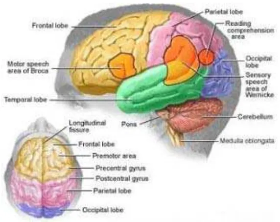 Gambar 2.1. Gambaran otak (Ranchman S, 2009) 
