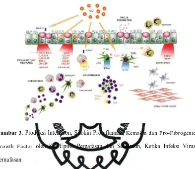 Gambar 3. Produksi Interferon, Sitokin Proinflamasi, Kemokin dan Pro-Fibrogenic 