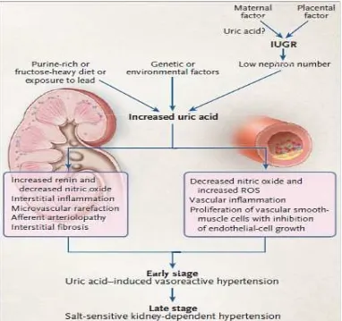 Gambar 3 : Mekanisme hipertensi akibat hiperurisemia (Feig, 2008) 