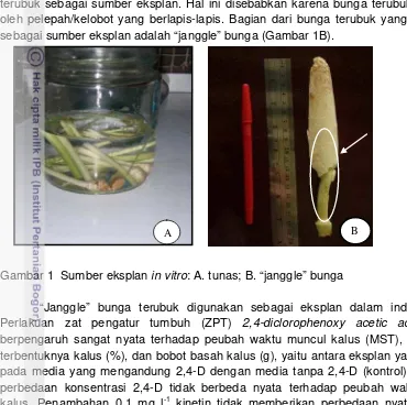 Gambar 1  Sumber eksplan in vitro: A. tunas; B. “janggle” bunga 