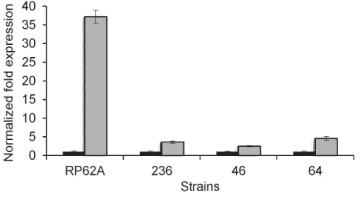 FIGURE 2.  Study of gene expression of icaA in S. epidermidis strains in response toenvironmental signal, e.g