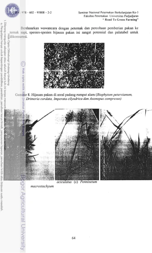 Gambar 8. Hijauan pakan di areal padang rumput alam (Biophytum pelersianunt,