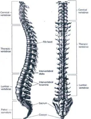 Gambar 2.11 Tulang belakang tampak dari samping dan belakang Sumber: Susan J. Hal, 1999 