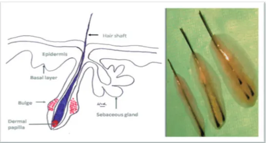 FIGURE 1.  Location of MSCs along hair follicle (left), and extracted hair follicle unit (right)