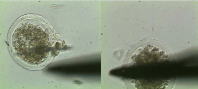 Gambar  1. Embrio sapi Pesisir yang dibiopsi. A. Blatomer yg keluar setelah biopsi. B