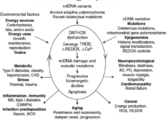 FIGURE 1. Integrated mitochondrial paradigm explaining genetic and phenotypic complexities of metabolic and degenerative dis-ease, aging, and cancer