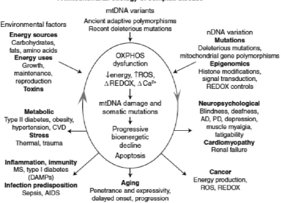 FIGURE 1. Integrated mitochondrial paradigm explaining genetic and phenotypic complexities of metabolic and degenerative dis-ease, aging, and cancer